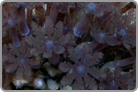 Glove Polyps